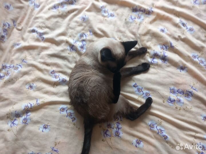 Кошка