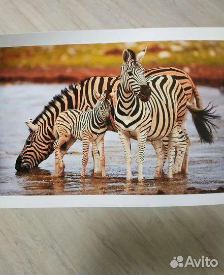 Принтер Epson L350