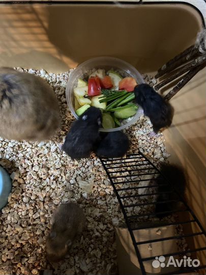 Сирийский хомяк малыш