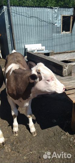 Телята бычки