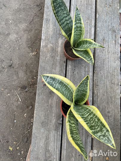 Сансевиерия