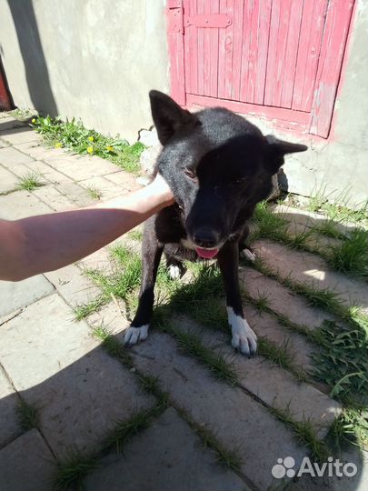 Собака в добрые руки отдам бесплатно