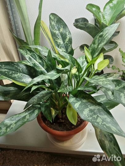 Фикус большой