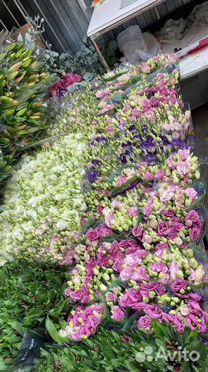 Эустома оптом