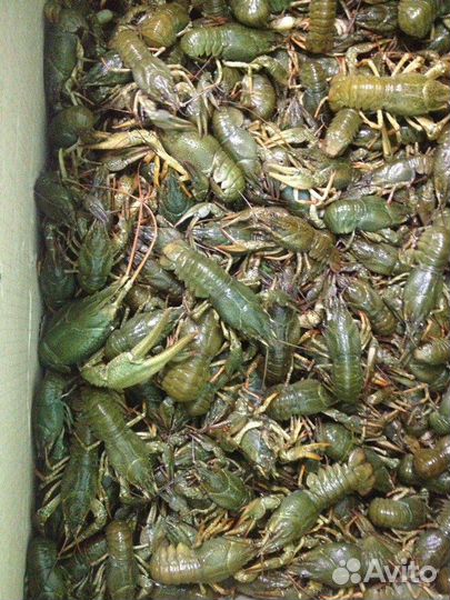 Раки оптом в Воронеже