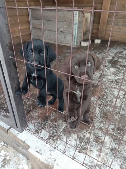 Щенки курцхара и дратхара