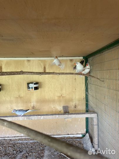 Зебровые амадины