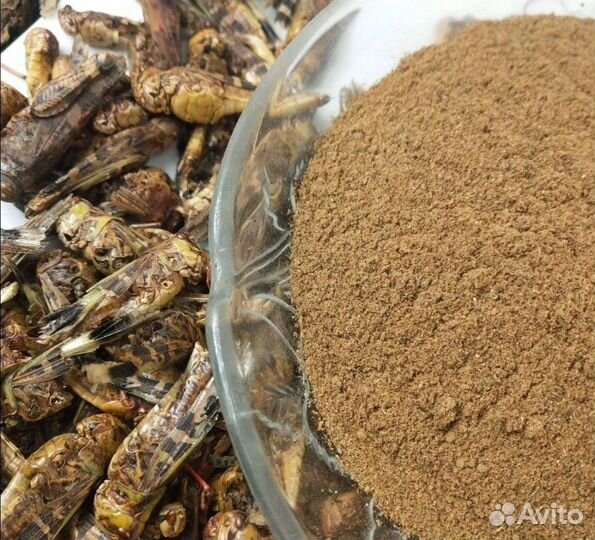 Продажа кузнечиков