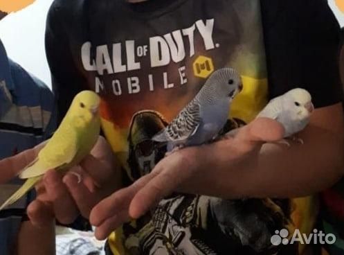 Волнистый попугай