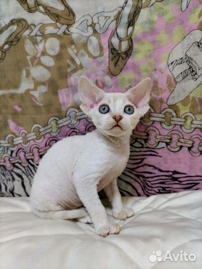 Мальчик девончик