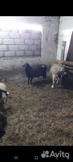 Ягнята дорперы