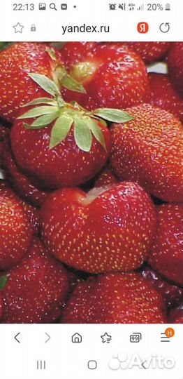 Рассада клубники Гигант Джорнея,Маршал.Ягоды