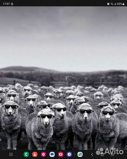 Овцы матки ягнята бараны