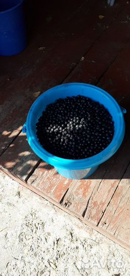 Ягоды рябина черная