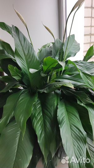 Спатифиллум (женское счастье)