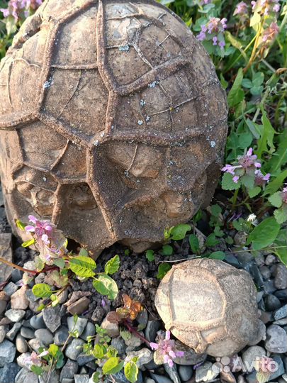 Черепаший камень