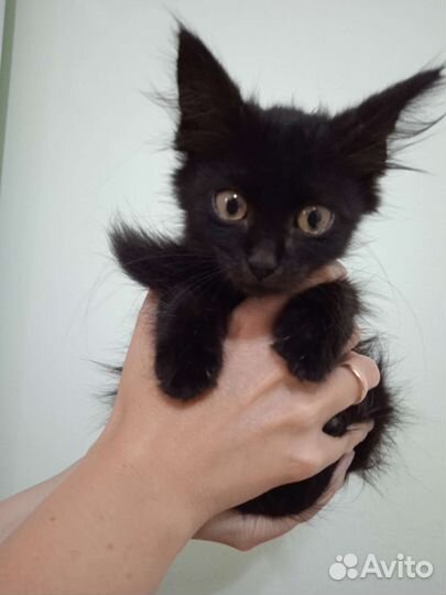Котёнок