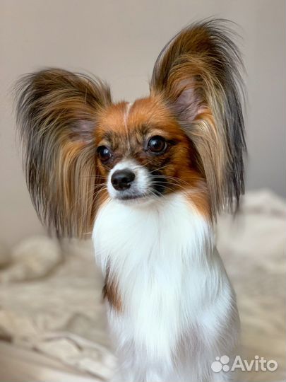 Красивые стрижки собак. Груминг