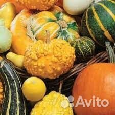 Декоративные тыквы для осенней поделки