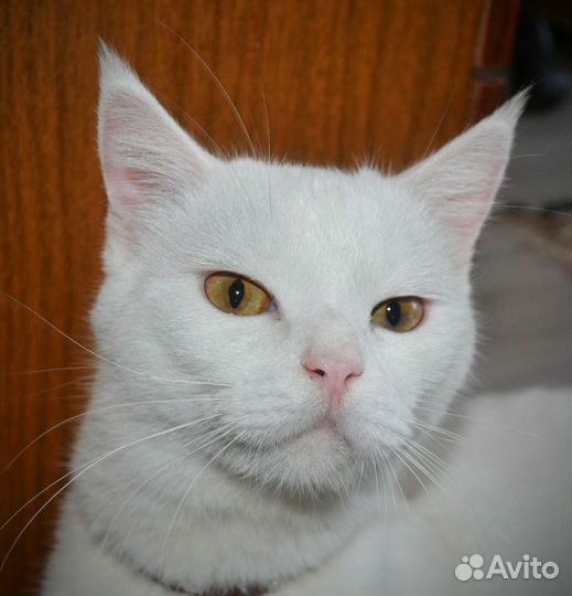 Ангорский кот