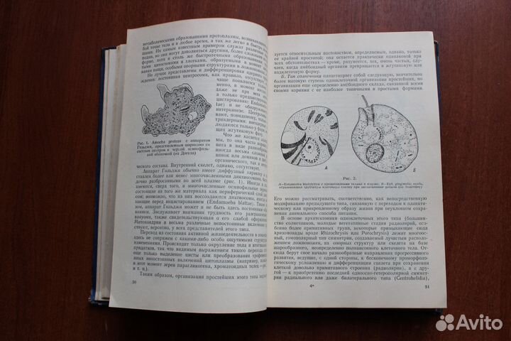Сравнительная эмбриология низших беспозвоночных. 1