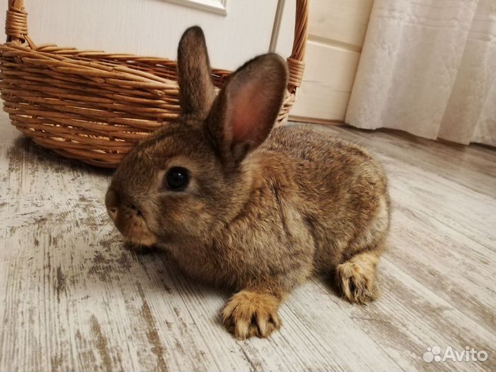 Декоративные кролики