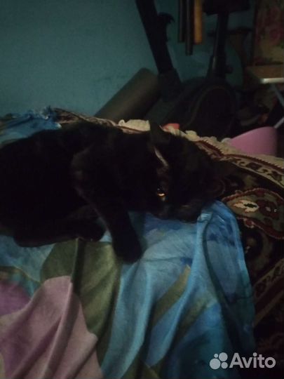 Отдам кота в добрые руки