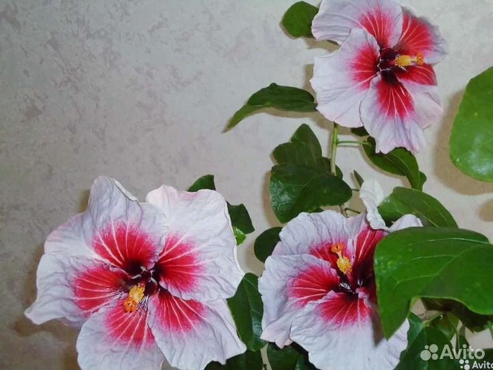 Гибискус сортовой