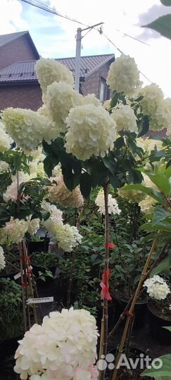 Гортензия polar bear штамб 120-130 см