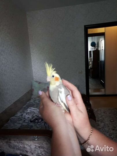 Попугай карелла