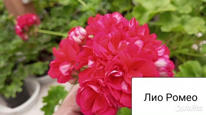 Пеларгония сортовая