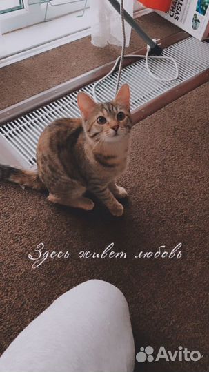 Котенок девочка - характер собачки