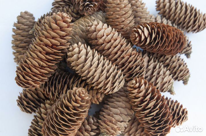 Шишки еловые