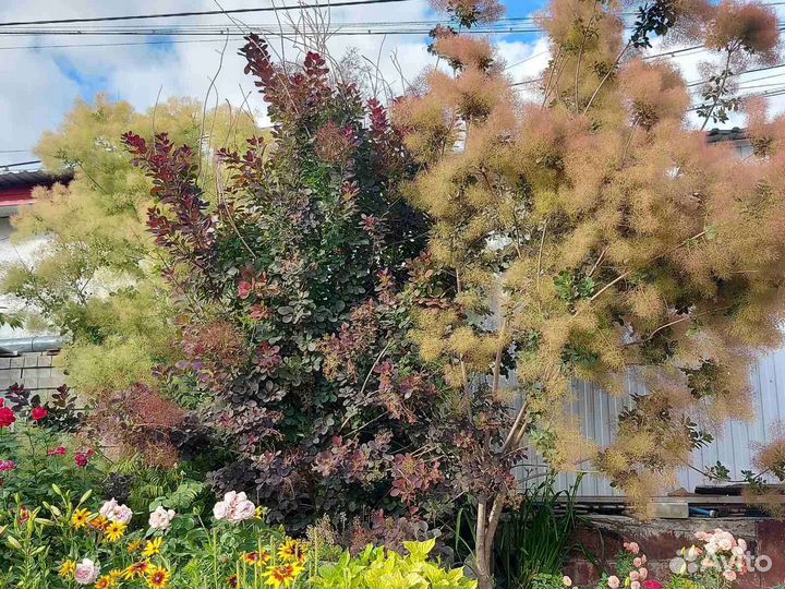 Скумпия кожевенная саженцы