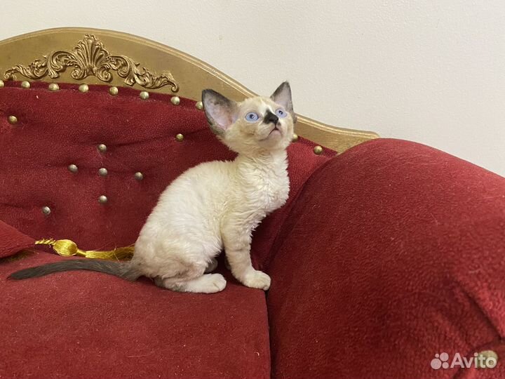 Девон-рекс синеглазая Марианна