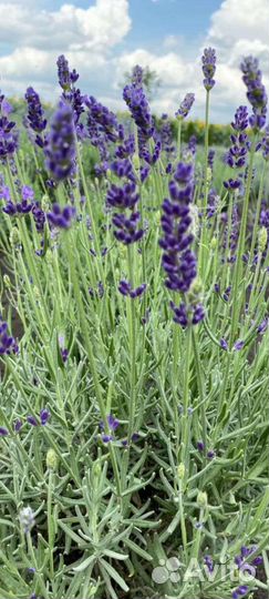 Лаванда в горшке