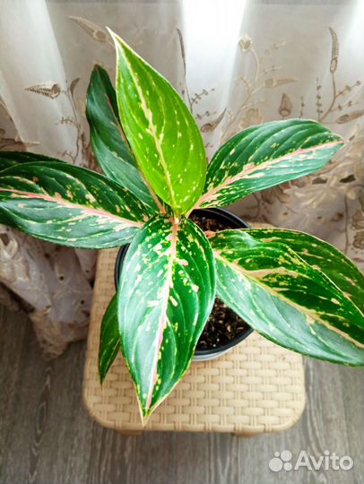 Аглаонема Баттерфляй