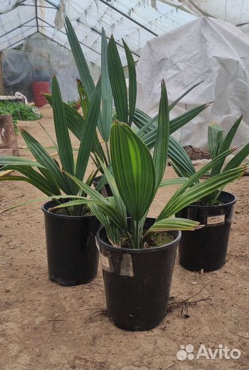 Трахикарпус