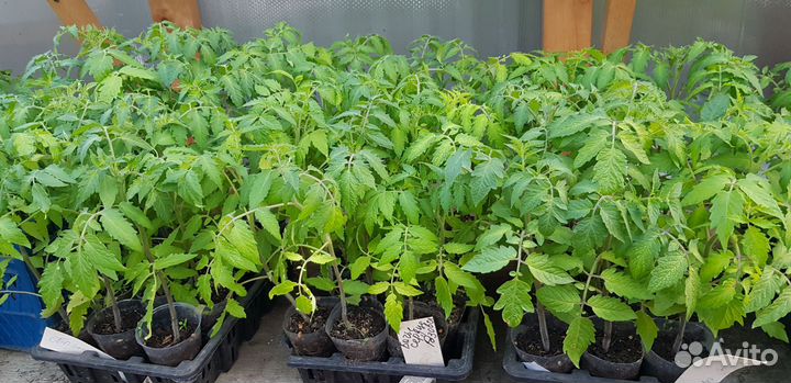 Рассада помидор и перцев