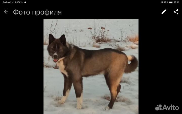 Продам щенков. В хорошие руки