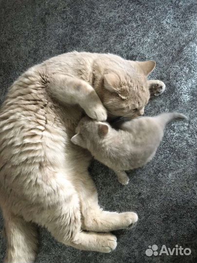 Британец, вязка