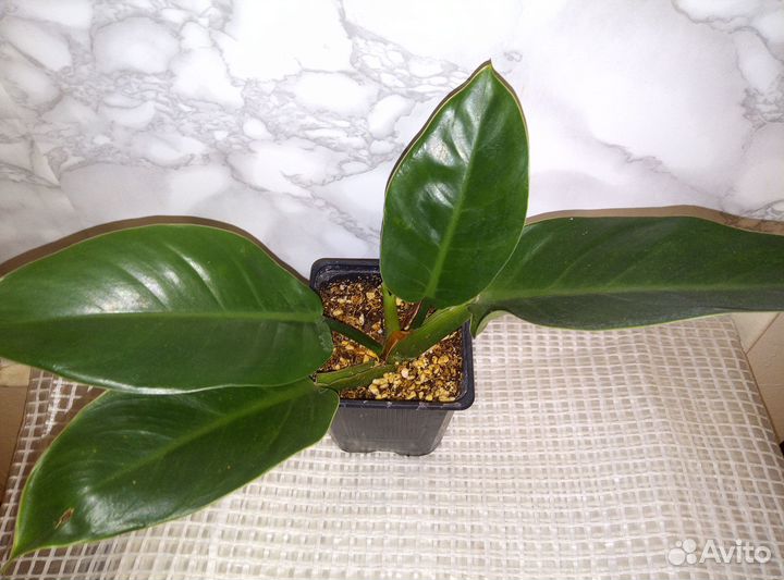 Филодендроны разные