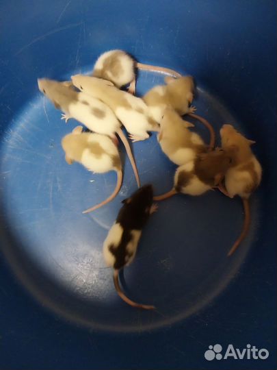 Декоративная крыса дамбо