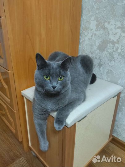 Русская голубая