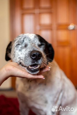 Слепая собака в добрые руки