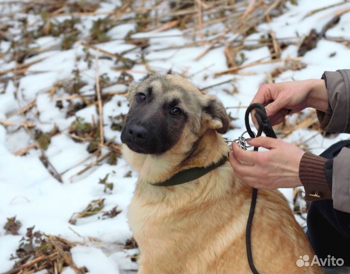 Щенок в добрые руки