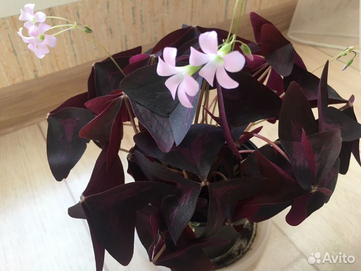 Комнатный цветок Оксалис (Кислица, «Доброе утро»)