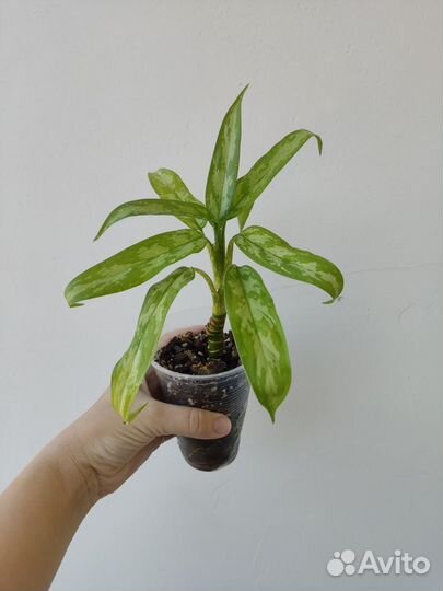 Аглаонема Трейба