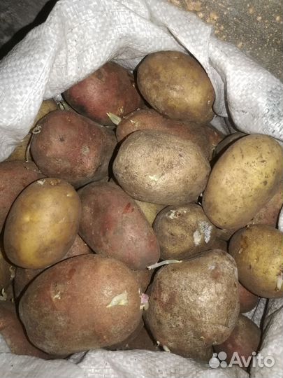 Продам картофель домашний