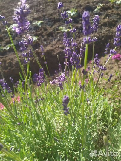 Лаванда и пряные травы